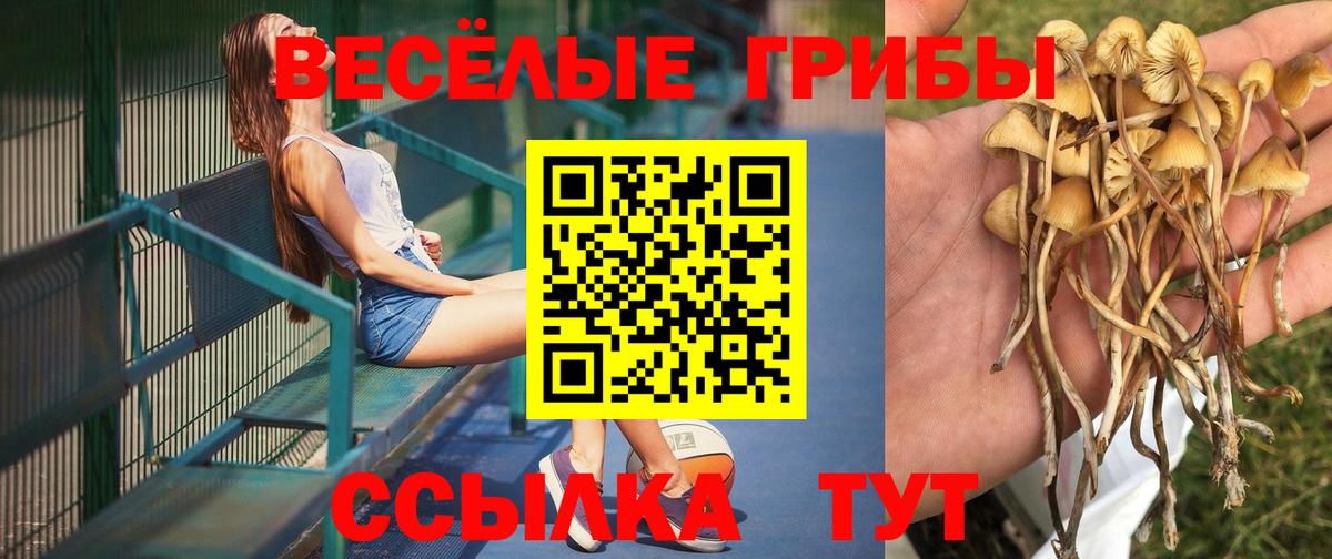 Псилоцибиновые грибы MAGIC MUSHROOMS  Вход с VPN  Новошахтинск 
